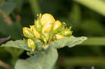 Mountain St. Johnswort